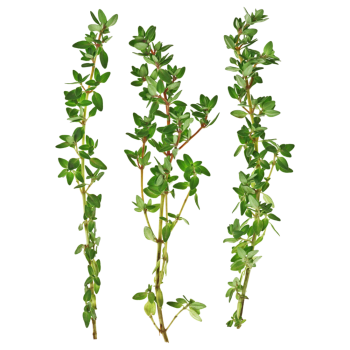 Fresh Thyme medium picture